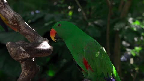 Beautiful bird, tame and can talk