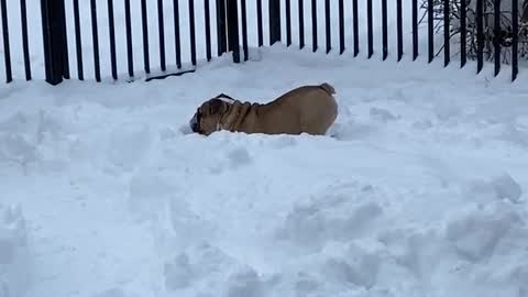 Happy doggies play together in the Alaskan snow