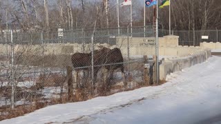 Moose Family Confused By New Military Fence