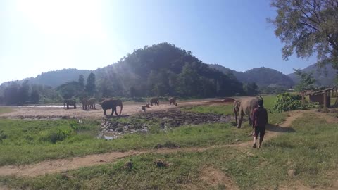 Terrifying Moment Herd Of Elephants Chase Us (Very Loud)