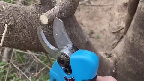 Good way to prune branches