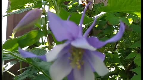 Aquilegia