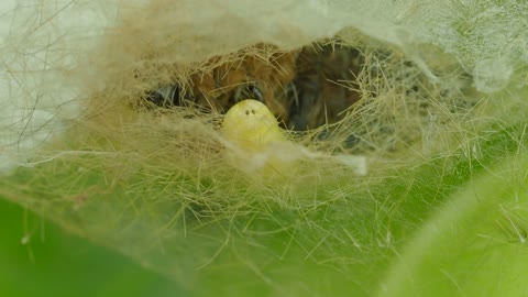 Larva Emerges From Caterpillar