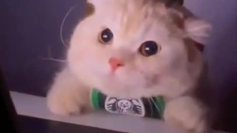 Funny cute cat video
