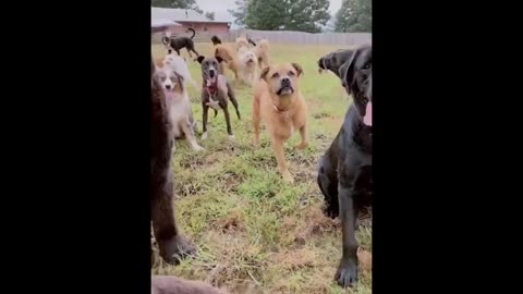 TRY NOT TO LAUGH 😆 Cute Dod Videos 😁 Funny Animals Videos Ep02_ Varieties of dogs