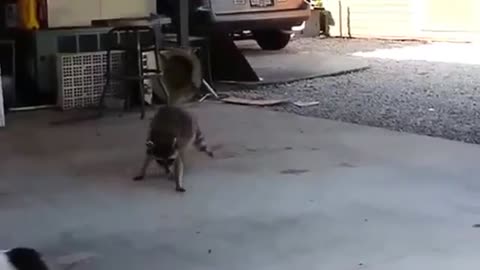 Smart raccoon LOL funny Videos