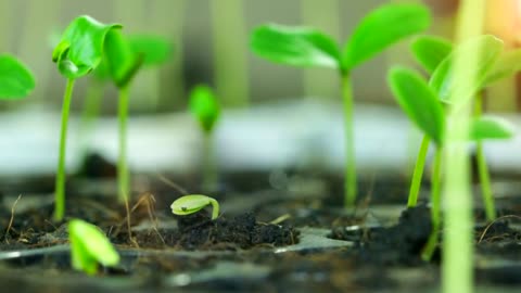 Timelapse of Growing Bean Seeds Growing