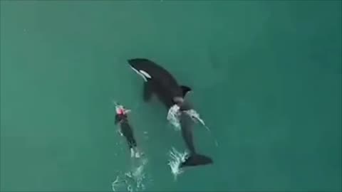 Woman Swimming Gets The Best Surprise