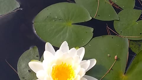 Water Lilly