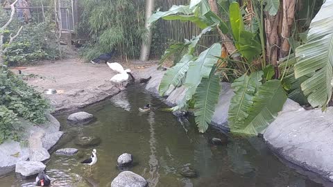 Peaceful ducks