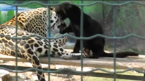 Jaguar dad and cub in Attica Zoological Park, Greece