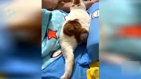 Funniest 😻Cats And - Try Not To Laugh - Funny Pets 😇