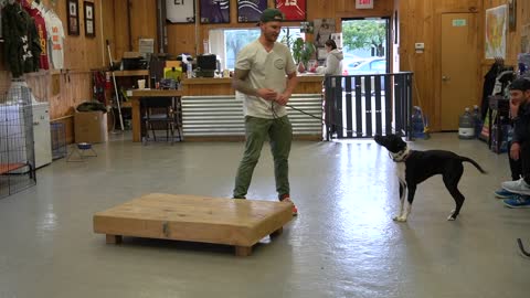 How to Train ANY DOG the basics- Dog Training