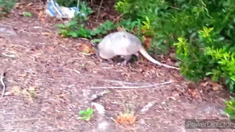 Mr. Armadillo--New resident on the pond