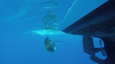 Giant stingray caught into invisible fishing line