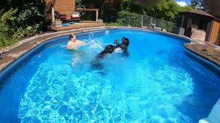 Pool time with rottweilers