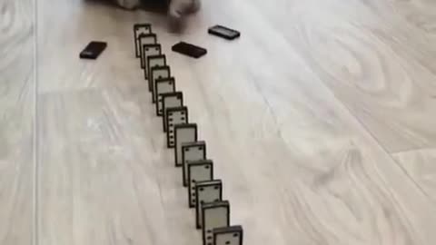 Domino cat, cute cat ,funny cat