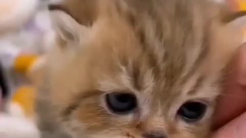 Aww Cute Kitten 🤗❣️