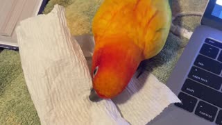 Parrot bites mom for trying to eat a cookie