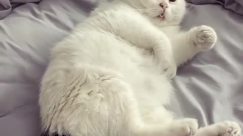 Cat makes funny face on being woken up