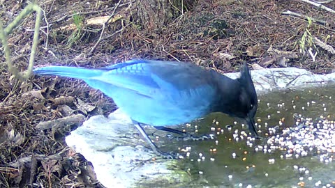 Jaybird Cracking the Ice