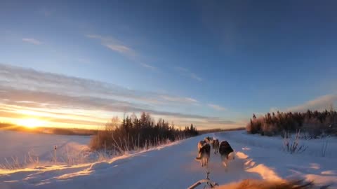 Tourists enjoy husky dog sledding with beautiful sunset in Alaska