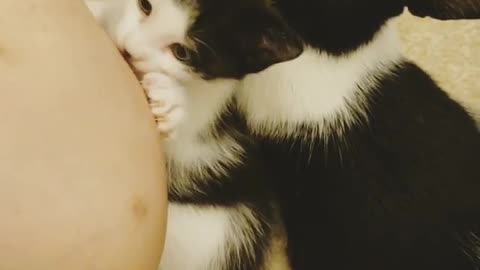 Just Little Kitten And Her CUte Momy