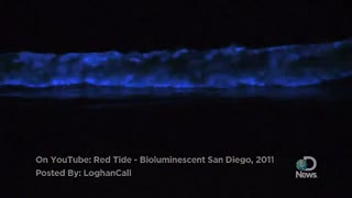Earth: Bioluminescent Waves Explained