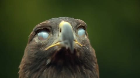 The hawk does not bite the eyelids.