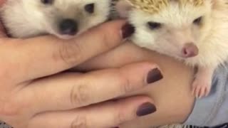 The hedgehog sisters