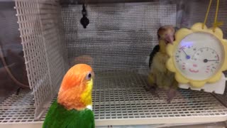 New baby Parrot!