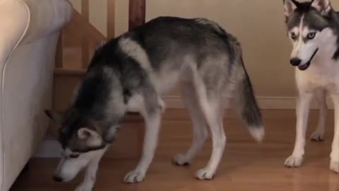 Siberian husk dog asks for help