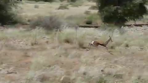 Springbuck race in Namibia