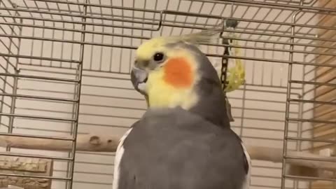 Meet My New Cockatiel Sonia !