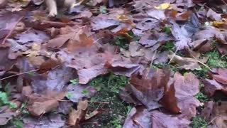 Cute puppy playing in leafs