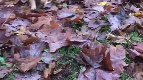 Cute puppy playing in leafs