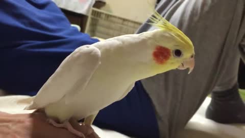Another One Bites the Dust Sings Cockatiel