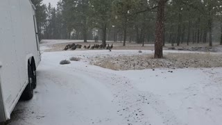 First Snow & Wild Turkeys 1