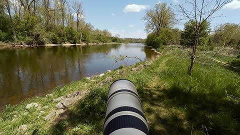 Shooting Geese with a Canon