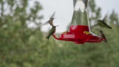 Thirsty Hummingbirds