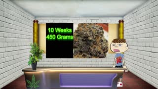 Grape Cannabis Strains