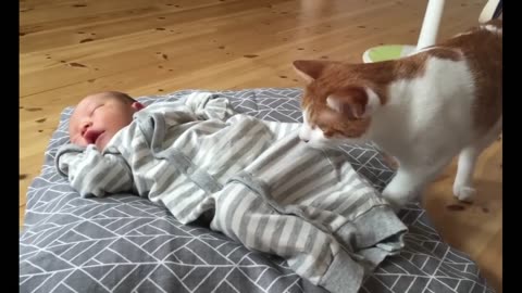 Fur-ever Friends: Cats Meet Newborn Baby for First Time
