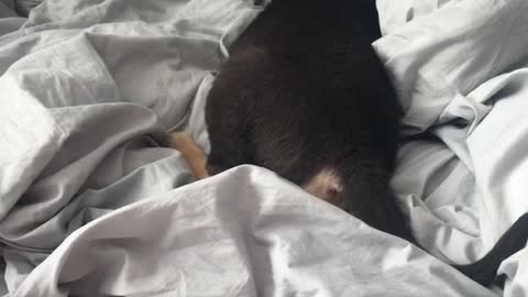 German shepherd puppy rolls around on grey sheets