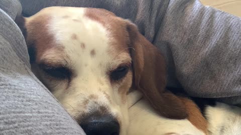 Cute Beagle Cuddling