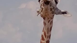 The talking giraffe