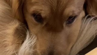 Golden Retriever curls up in a ball