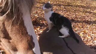 Kitten rides a donkey