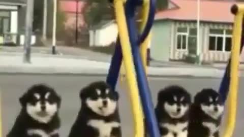 Puppy swinging