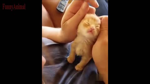 The Best FUNNY CATS Videos - Funny Animal