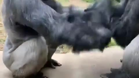 Funny gorillas playing